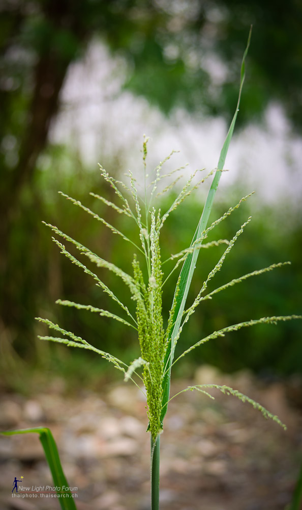 eveninggrass.jpg