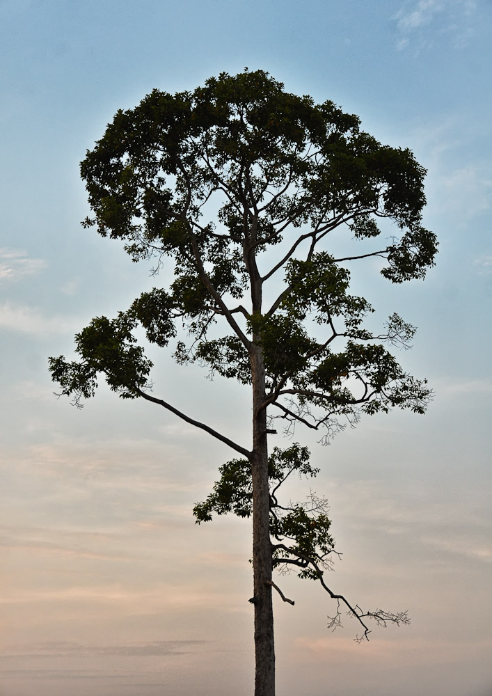 eveningtree-3.jpg