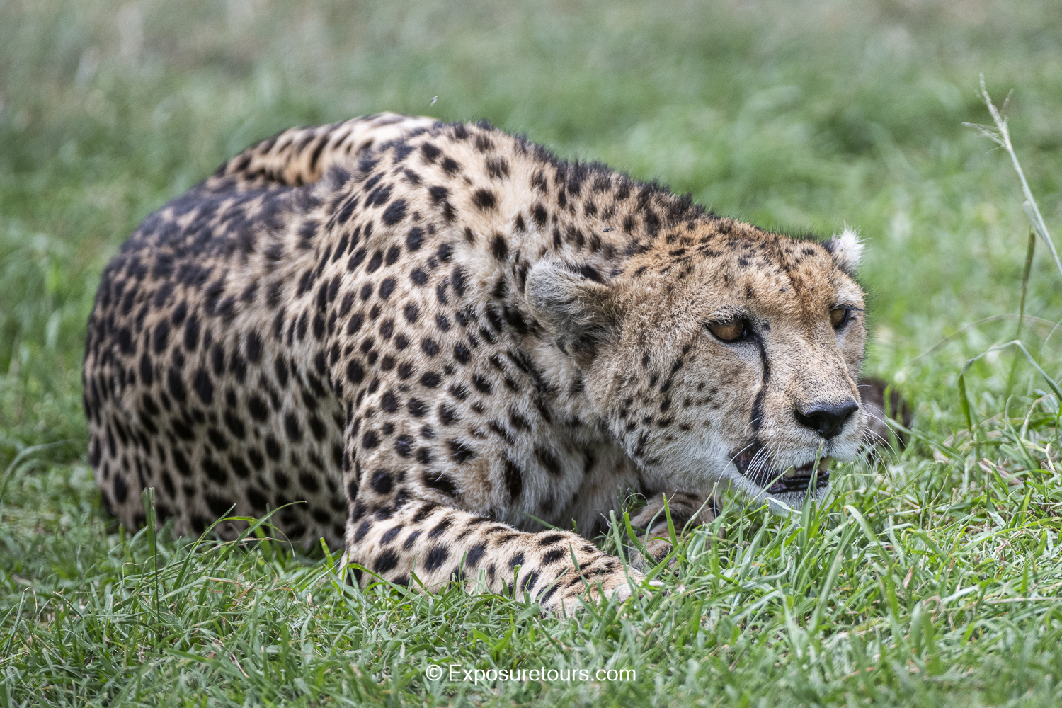 exposuretours_cheetah stalk.JPG