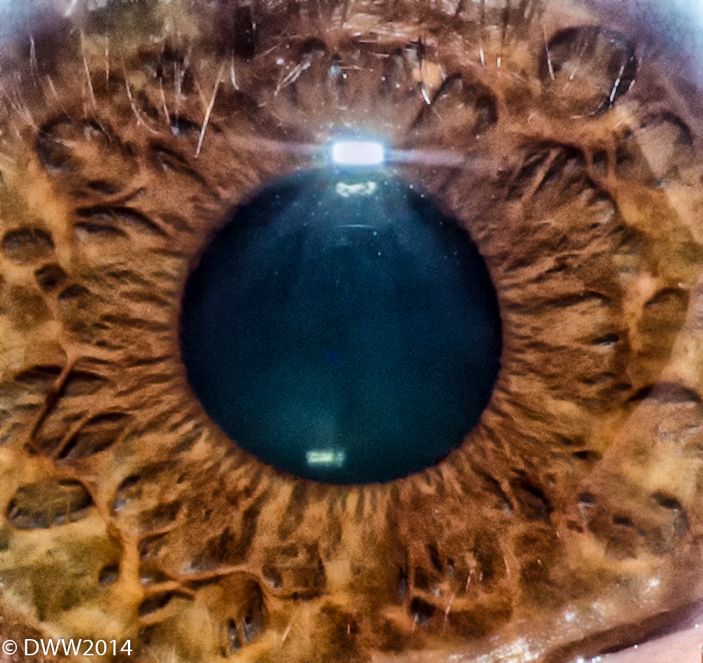 Eye610 (1 of 1).jpg