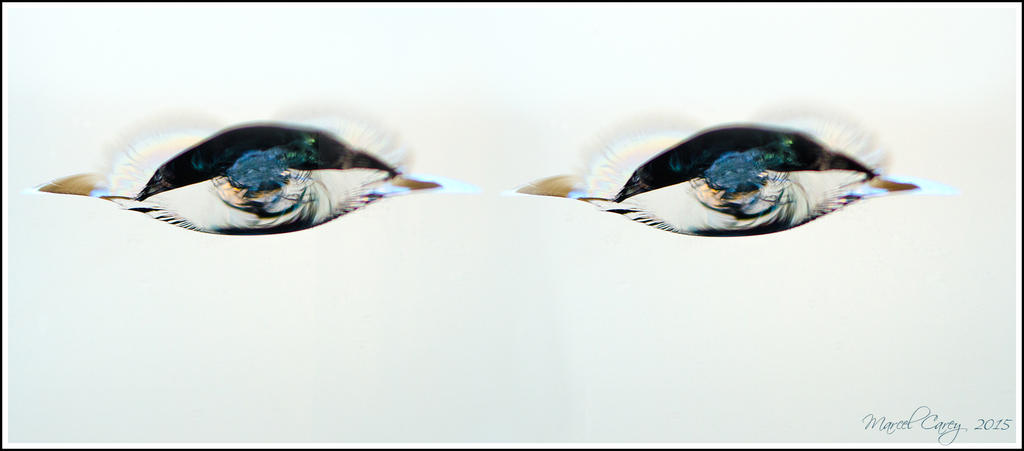 eyes copy.jpg