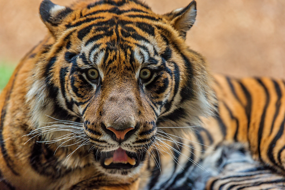 Eye's of a Tiger.jpg