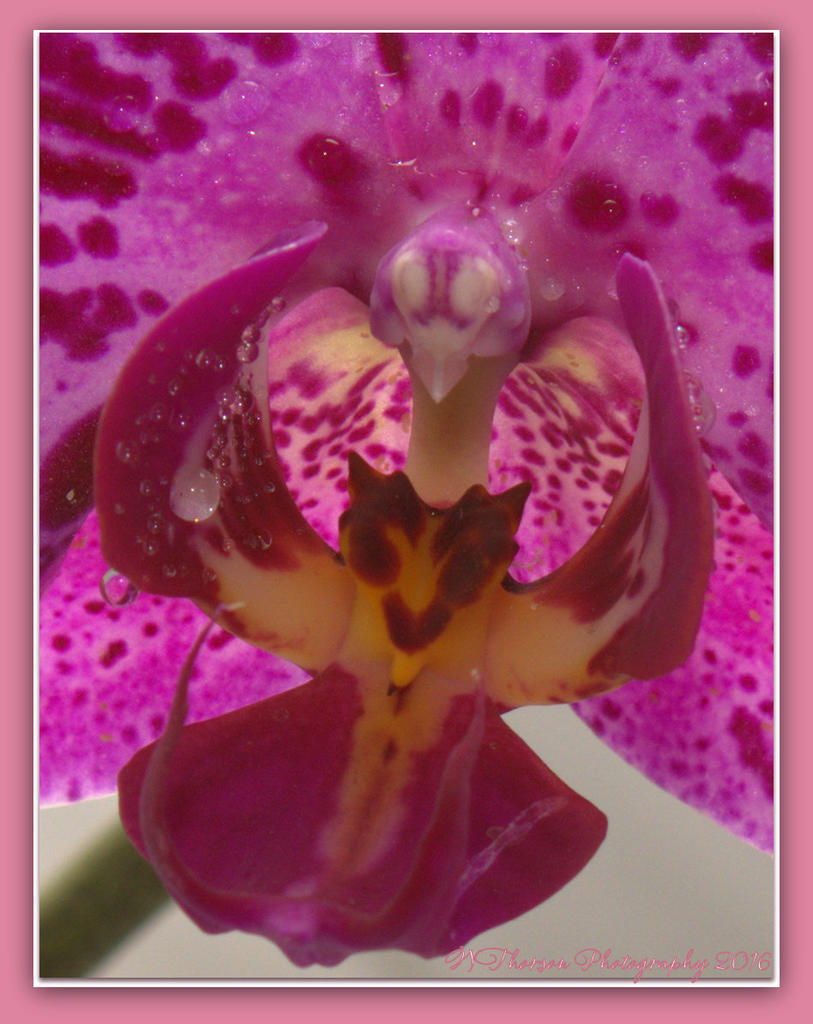 Faces in the Purple Orchid 5-6-2016.jpg