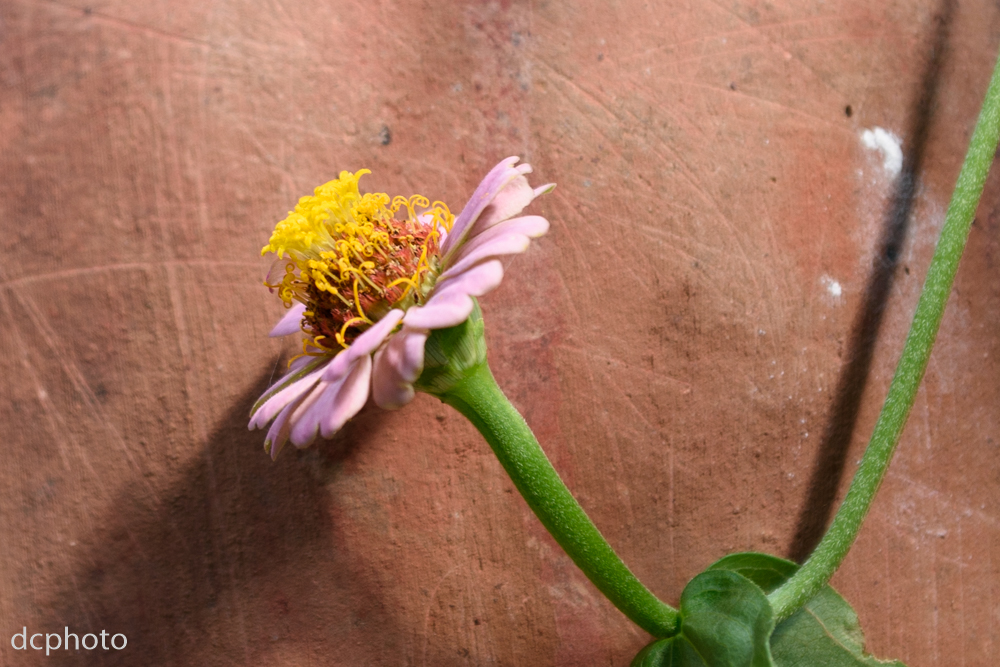 Fading Zinnia.jpg