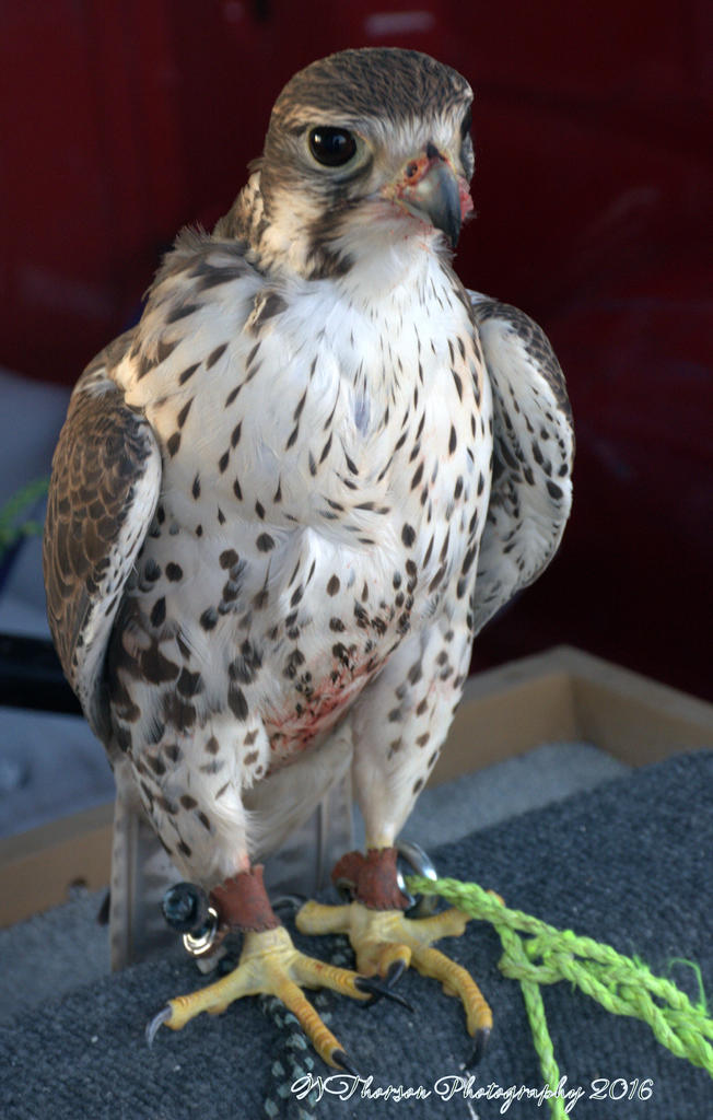 Falcon 12-12-2016.jpg