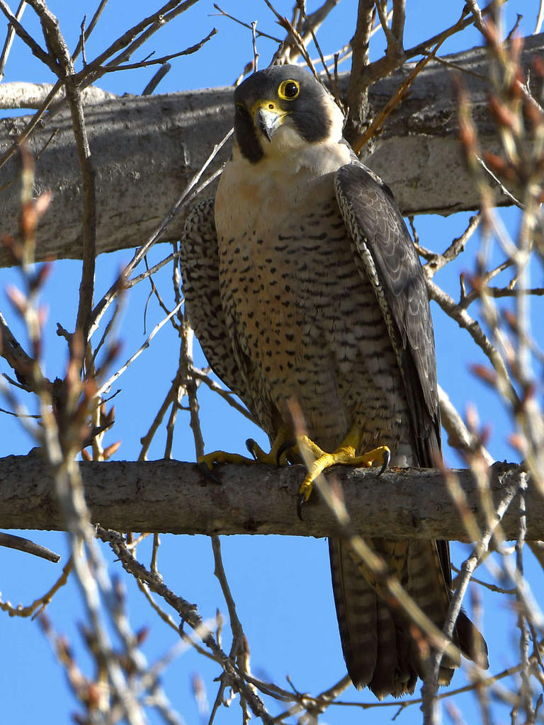 Falcon.jpg