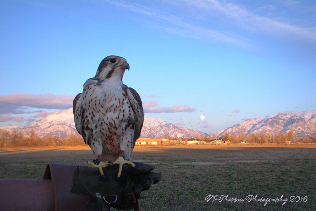 Falcon with Full Moon 12-12-2016.jpg