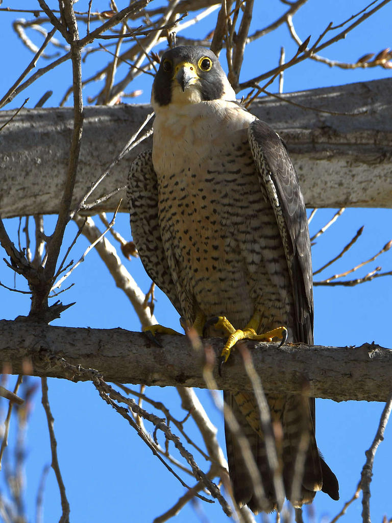 Falcon2.jpg