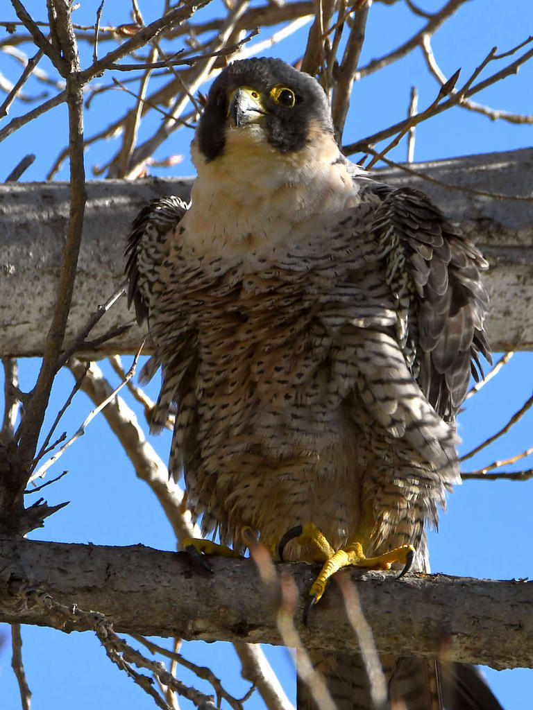 Falcon3.jpg