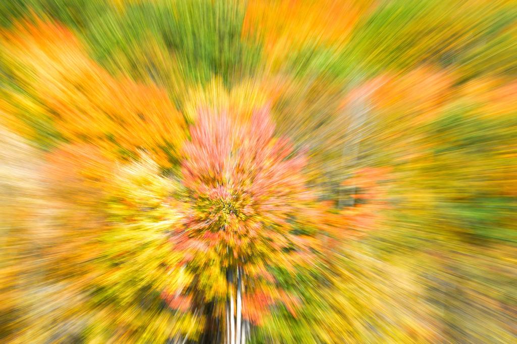 fall colors explosion.jpg