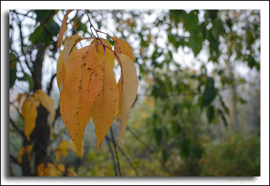 Fall colours.jpg