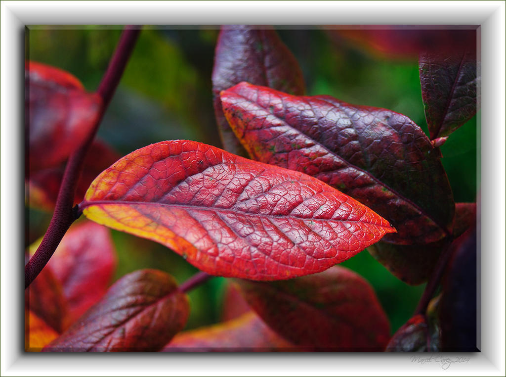 Fall colours.jpg