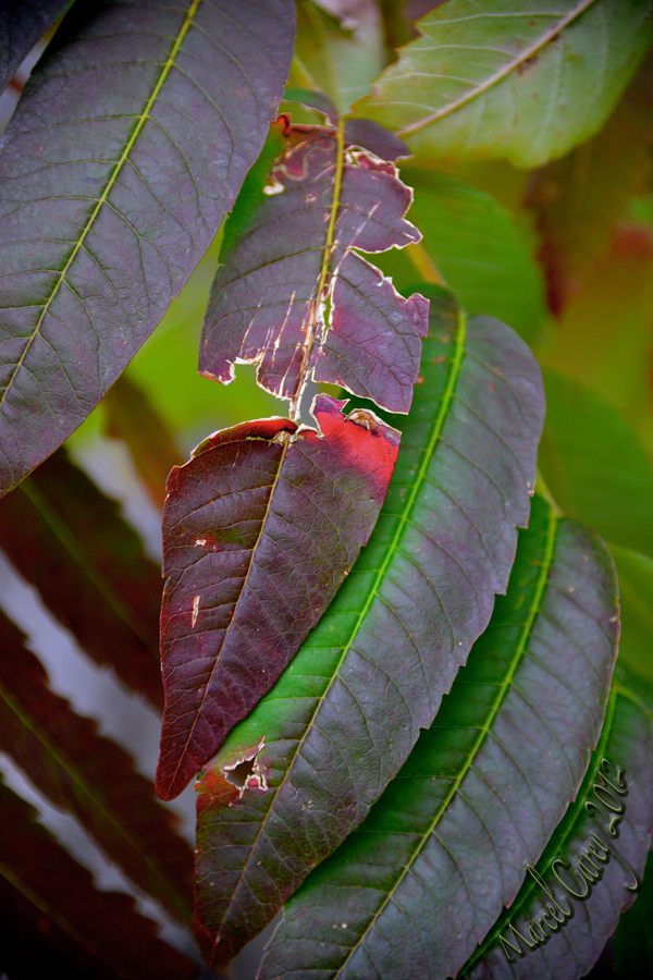 Fall leafs 0073.jpg