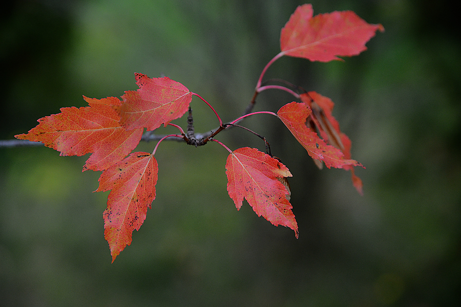 fall leafs 0078.jpg