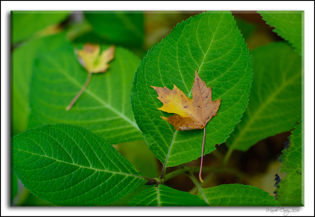 fall leaves.jpg