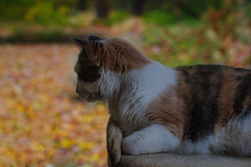 fall morning.jpg