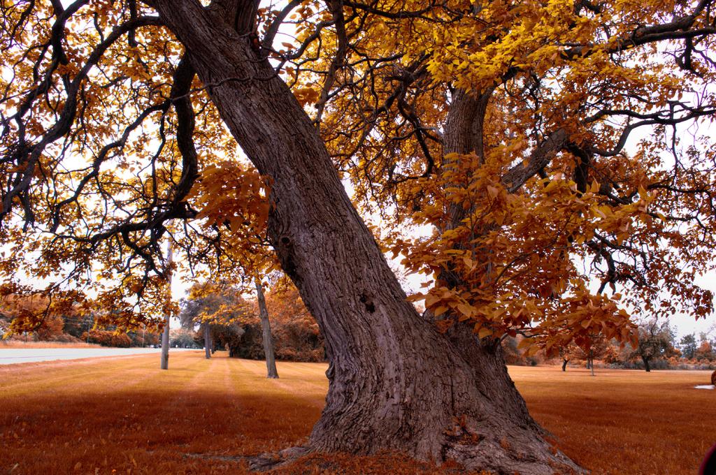 FALL TREE.jpg