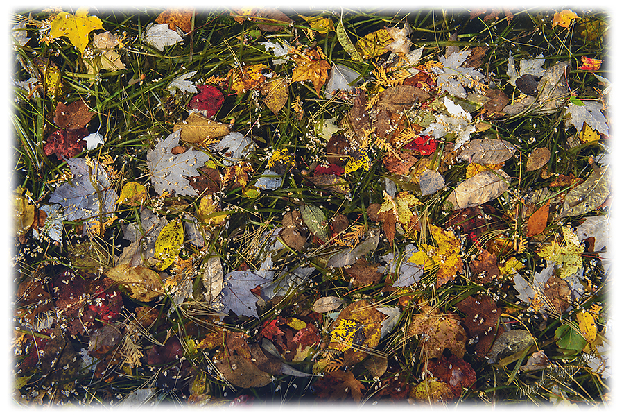 Fall when leaves fall in the river.jpg