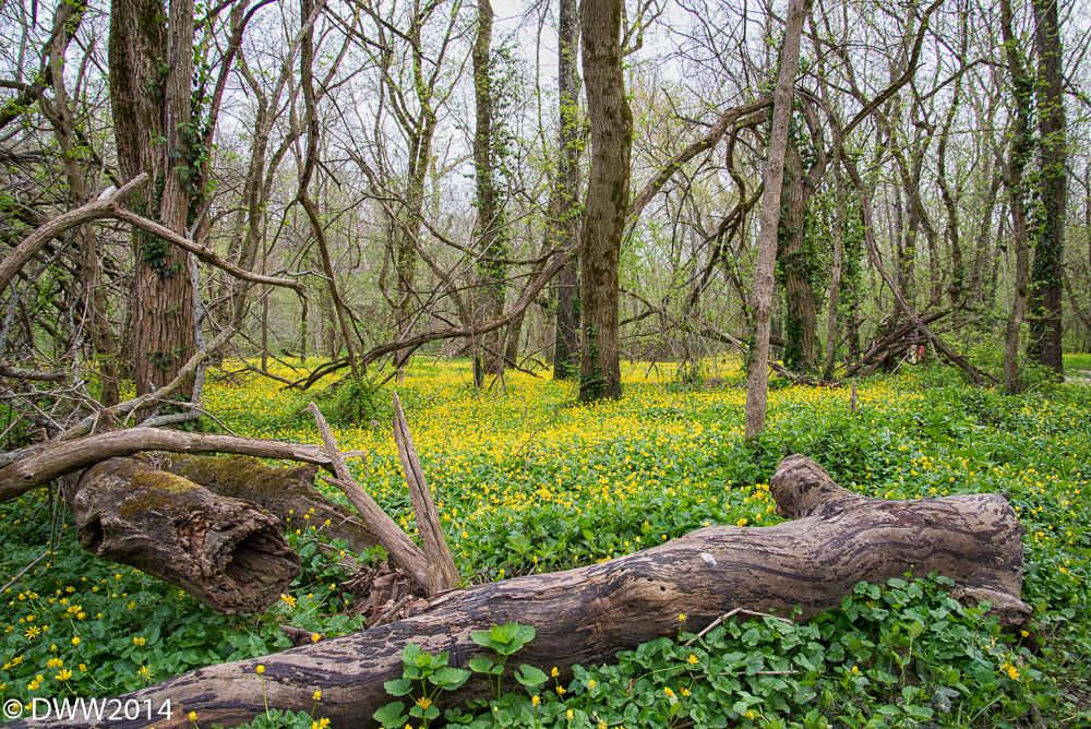 Fallen into flowers (1 of 1).jpg