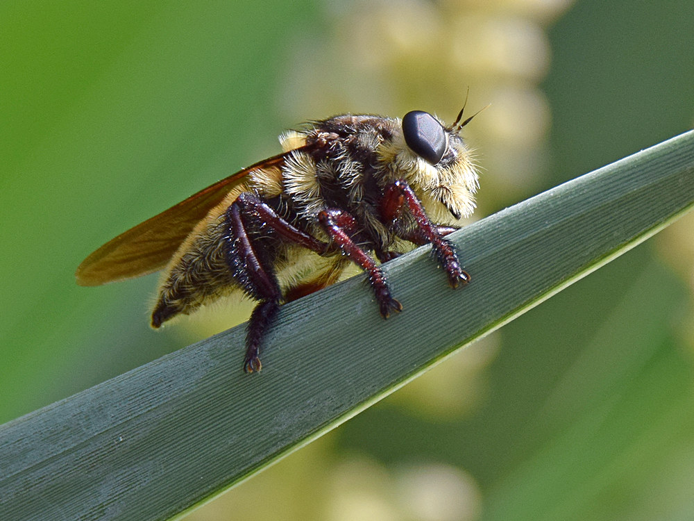 FalseBee.jpg