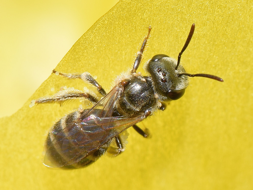 FalseBee.jpg