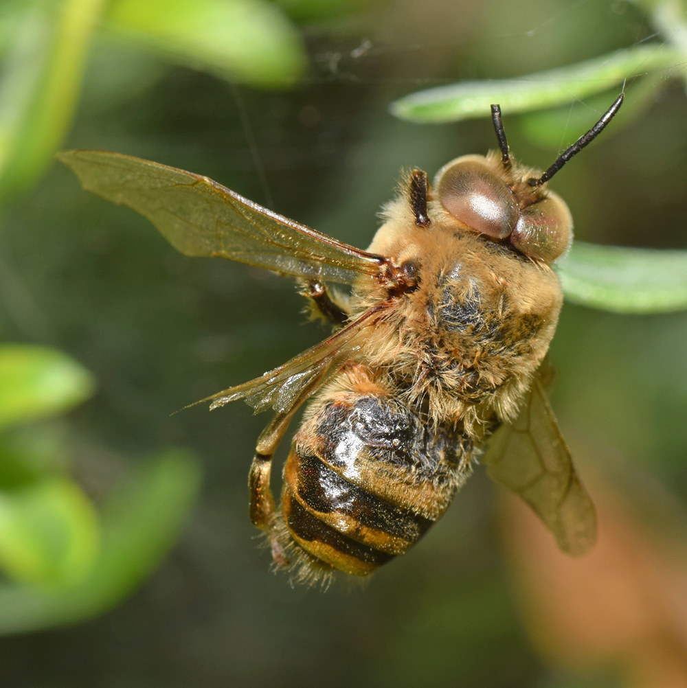 FalseBee.jpg