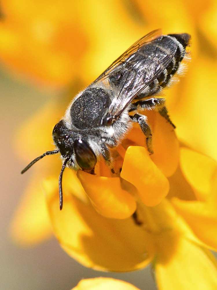 FalseBee.jpg