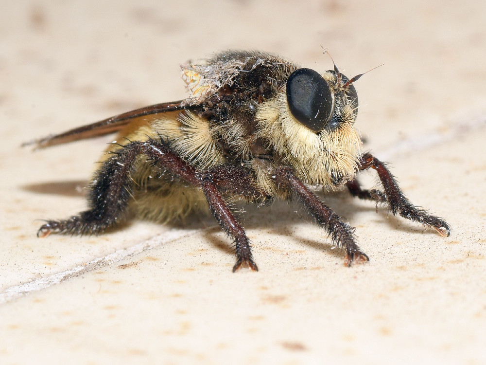 FalseBee.jpg