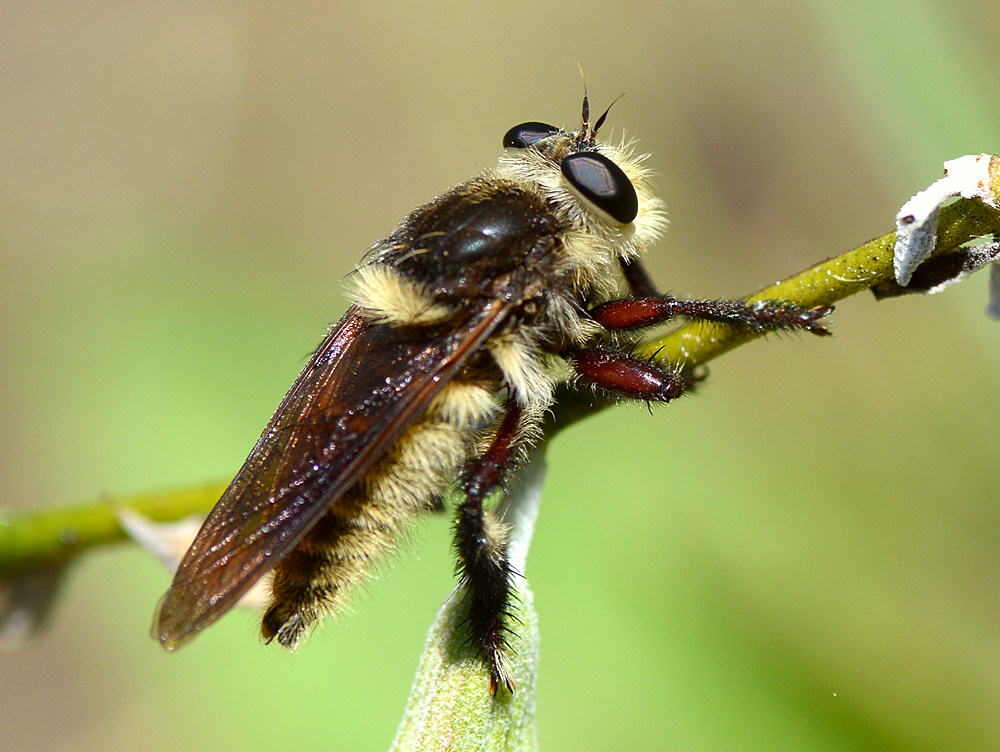 FalseBee.jpg