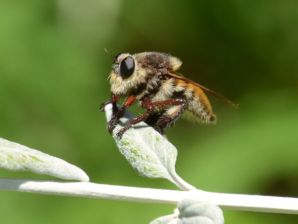FalseBee2.jpg