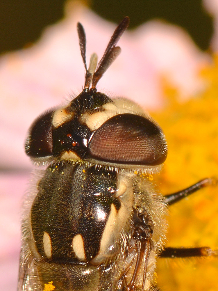FalseBee2.jpg