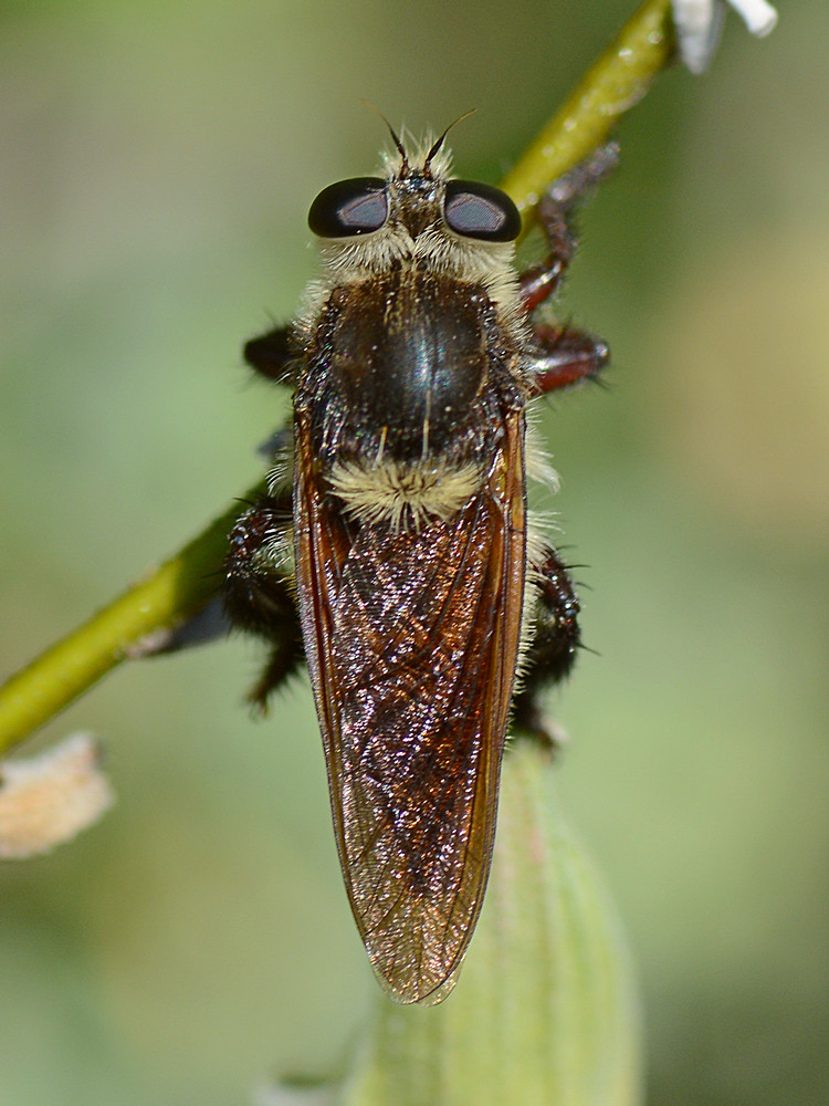 FalseBee2.jpg