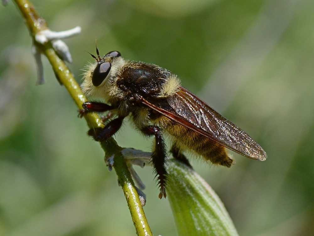 FalseBee3.jpg