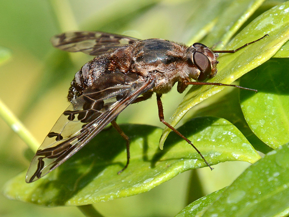 FalseBee4.jpg