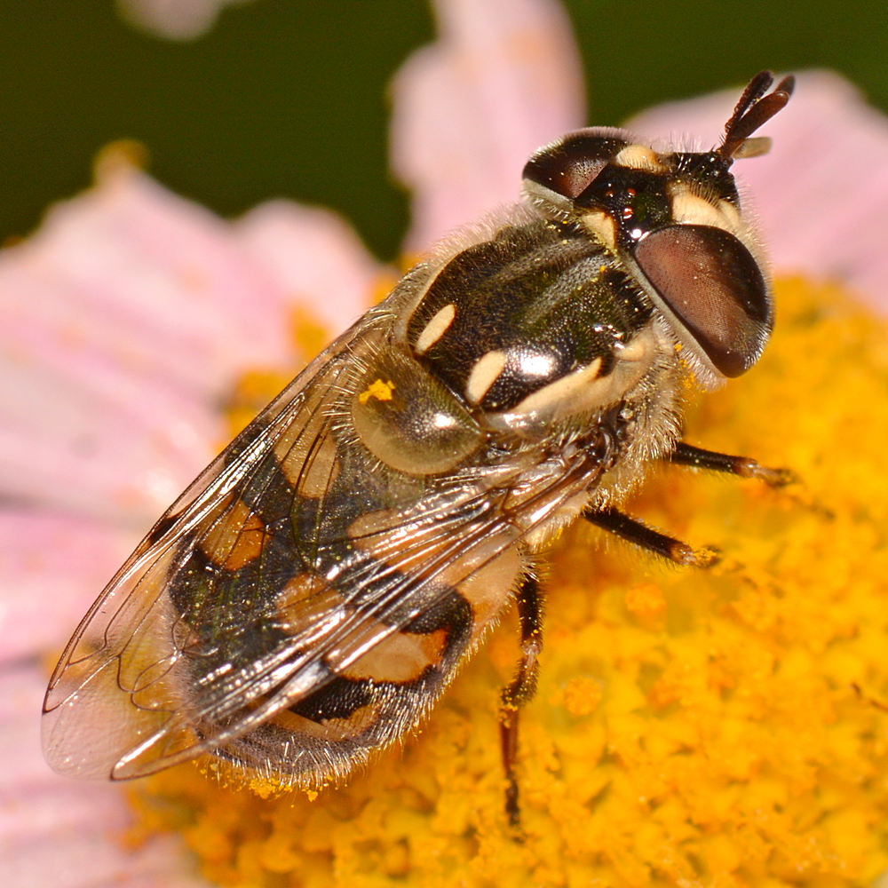 FalseBee4.jpg