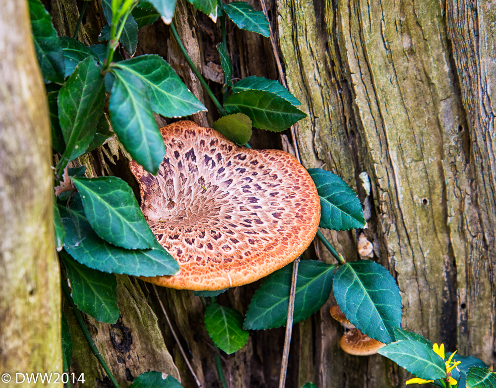 Fancy Fungi (1 of 1).jpg