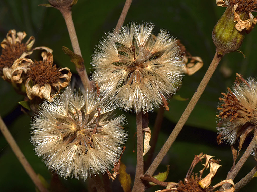 Farfugium.jpg