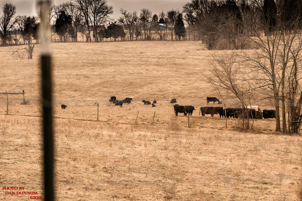 farm land-0395.jpg