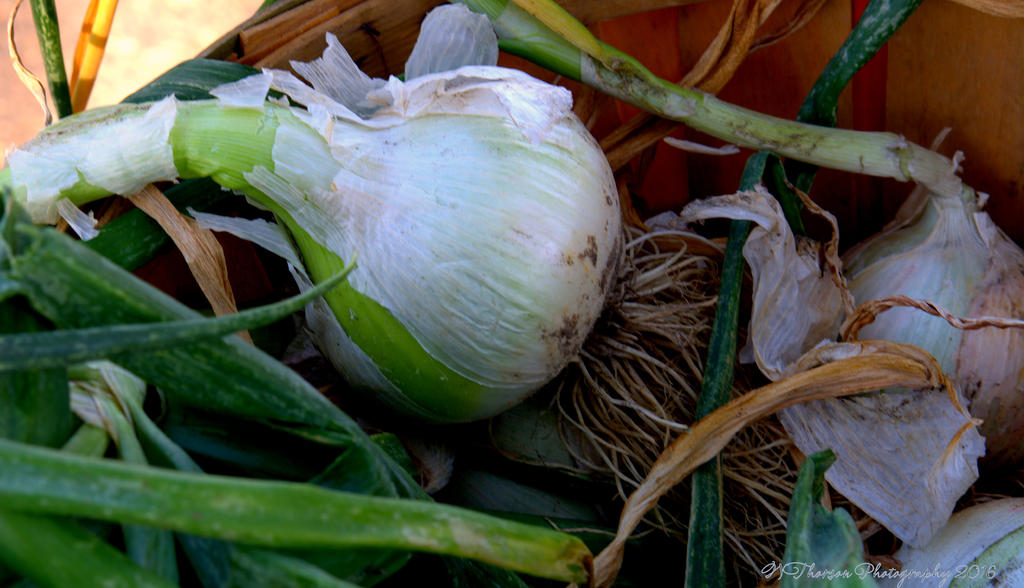 Farmers Market Onions 8-10-2016.jpg