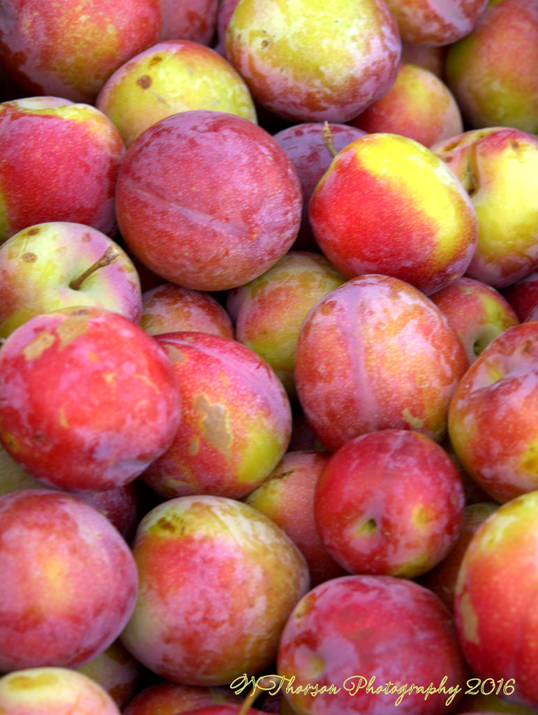 Farmers Market Plums 8-10-2016.jpg
