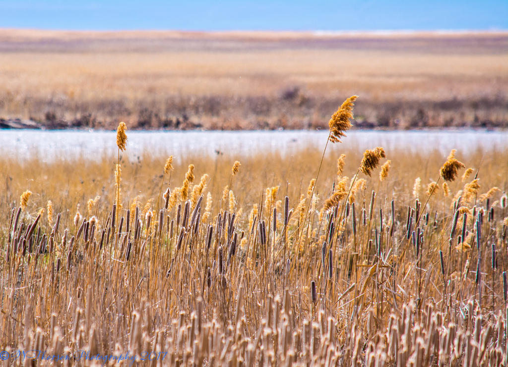 Farmington Bay 3-18-2017.jpg