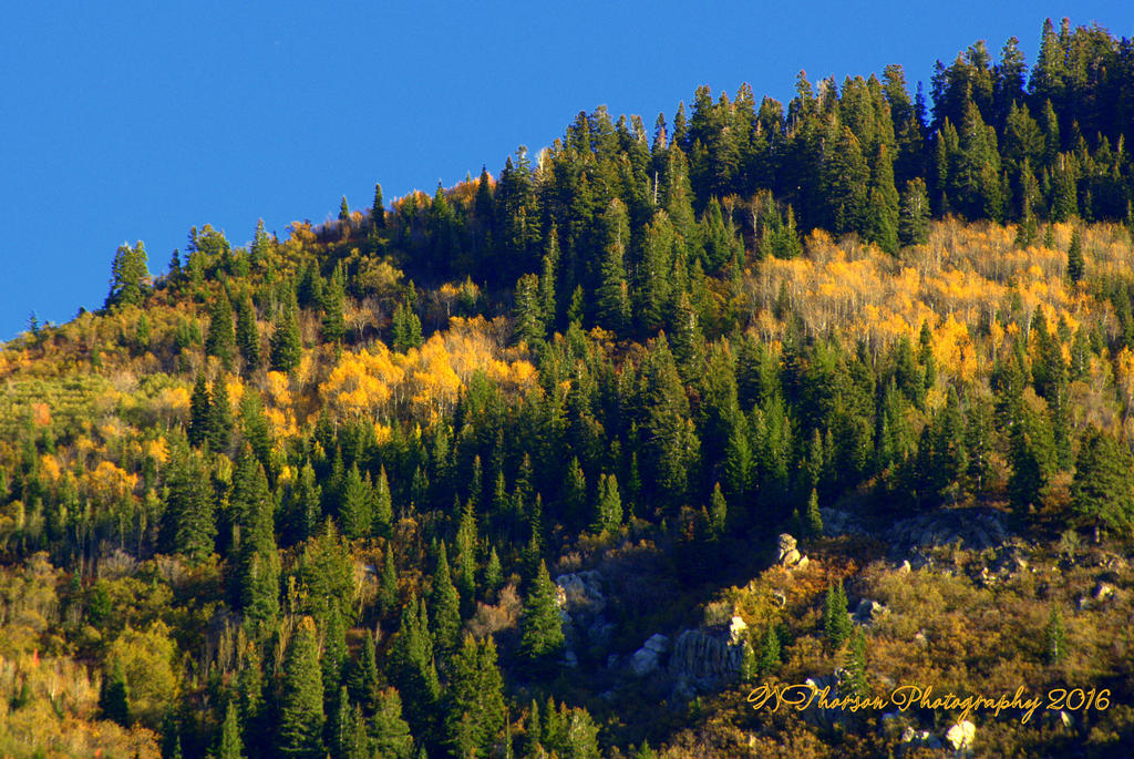 Farmington Canyon Autumn Trees  10-6-2016.jpg