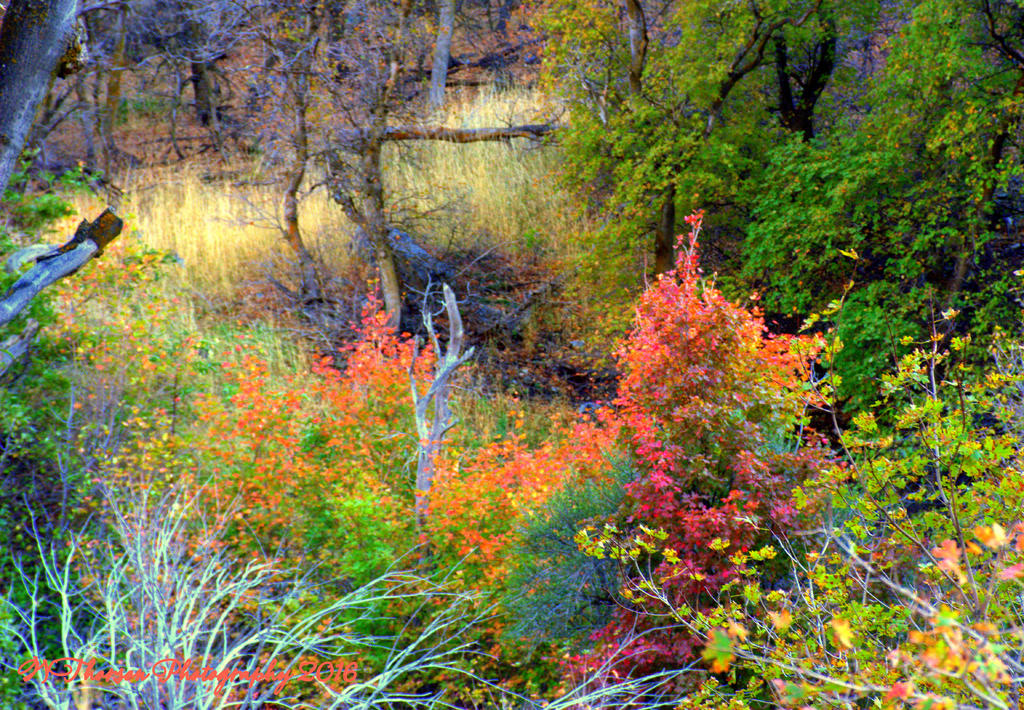 Farmington Canyon Autumn Trees  #2 10-6-2016.jpg