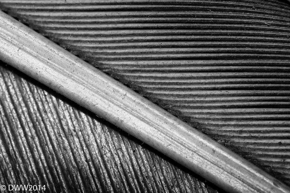 feather abstract.jpg