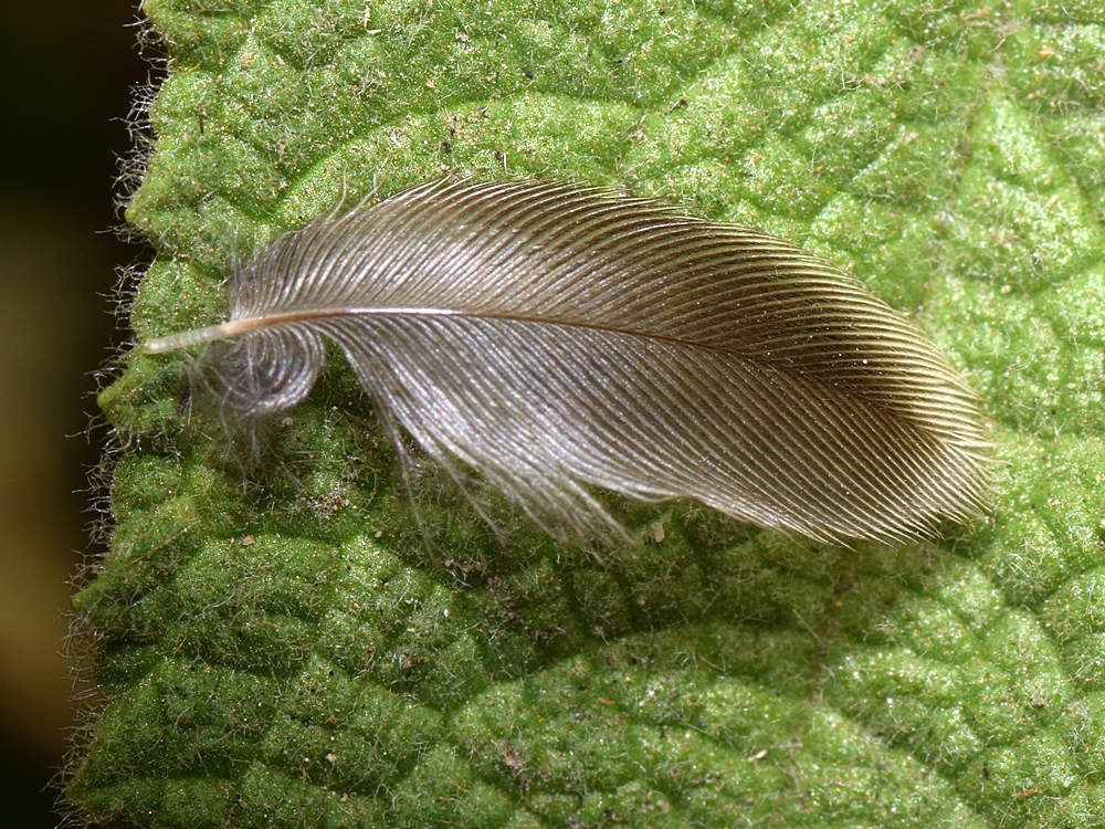 Feather.jpg