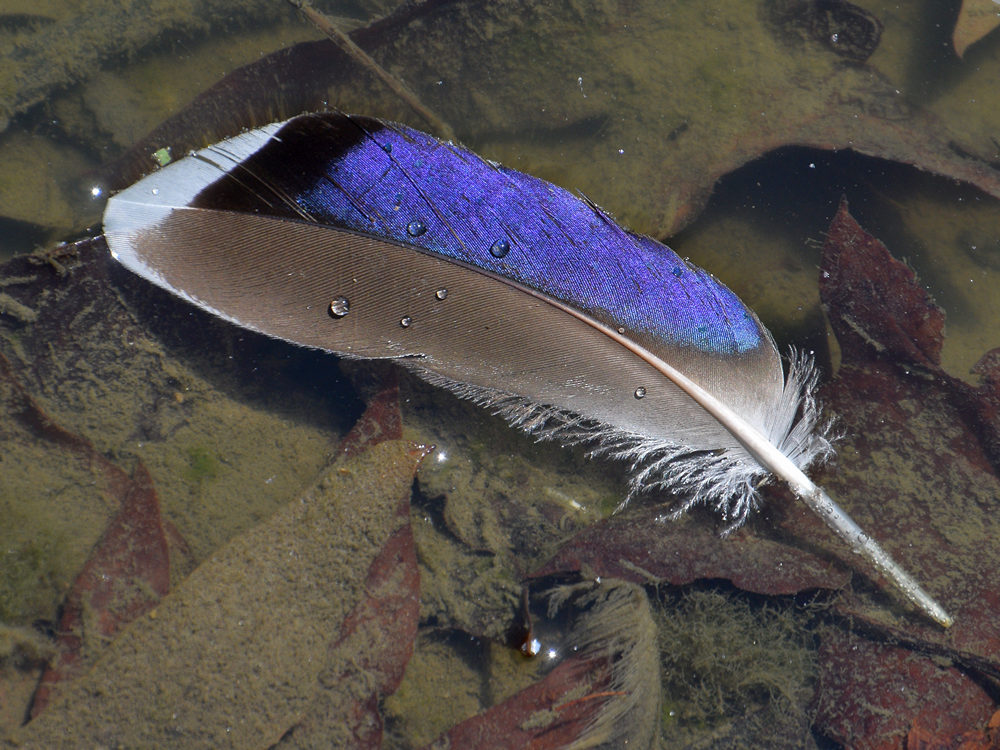 Feather.jpg