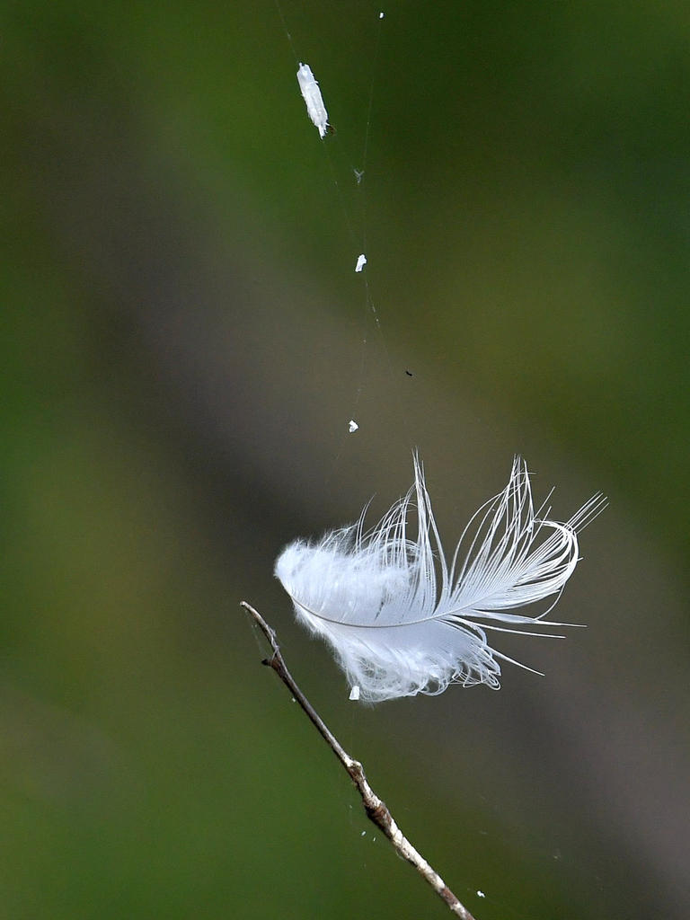 Feather.jpg
