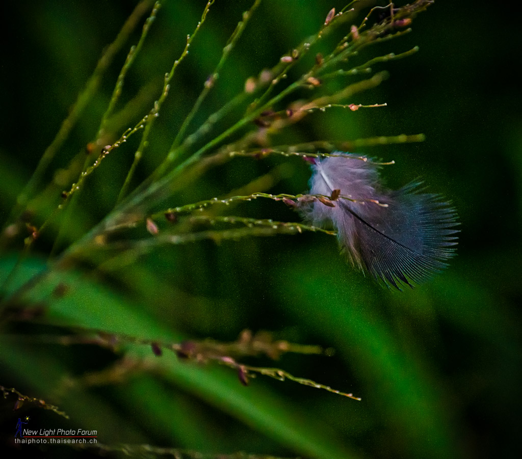 feather.jpg