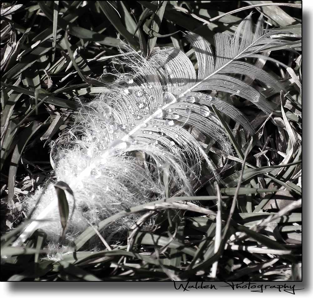 Feather.jpg