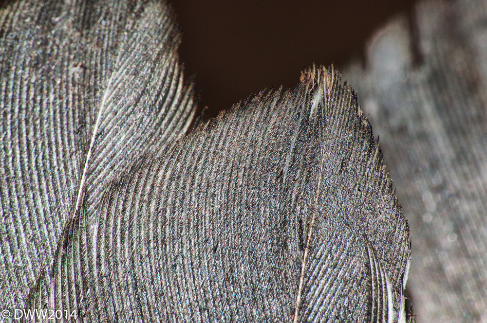 feather tips.jpg